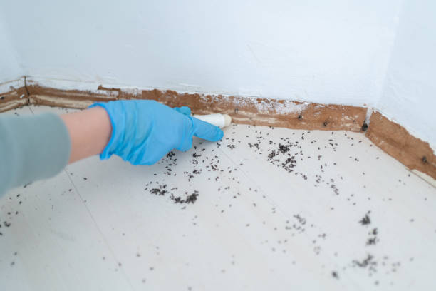 Best Pest Removal Services  in Dillon, MT